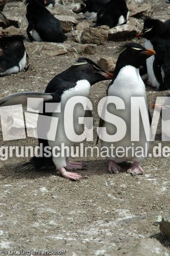 Felsenpinguine (10 von 40).jpg